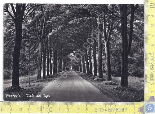 Viareggio - Viale dei Tigli - '60s