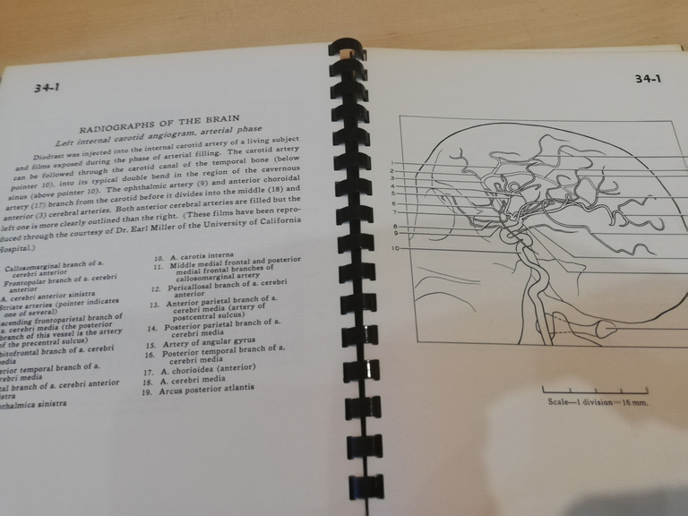 A stereoscopic atlas of human anatomy D. Bassett, 29 - …