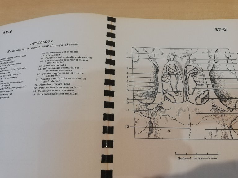 A stereoscopic atlas of human anatomy, D. Bassett, 35 - …