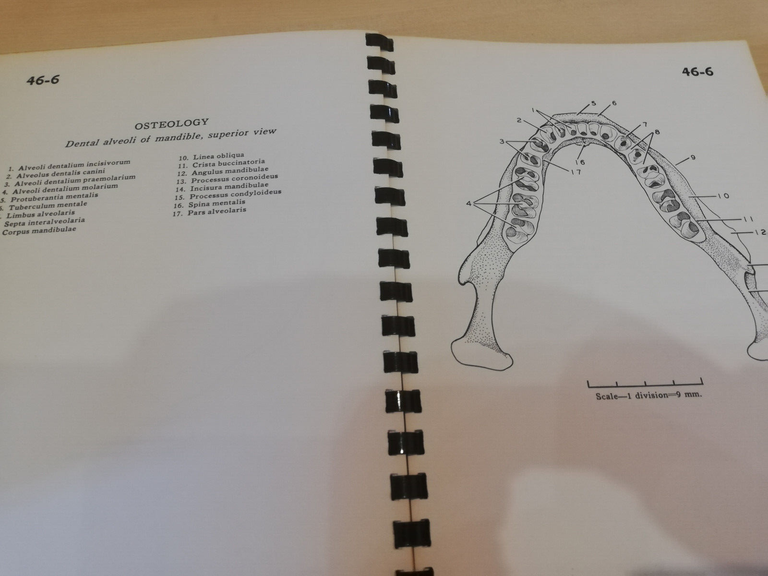 A stereoscopic atlas of human anatomy, D. Bassett, 45 - …