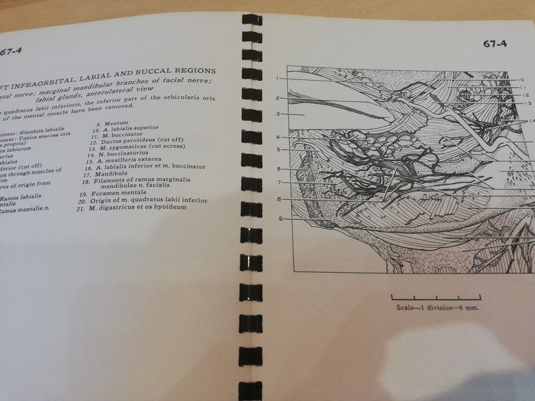 A stereoscopic atlas of human anatomy, D. Bassett, 65 - …