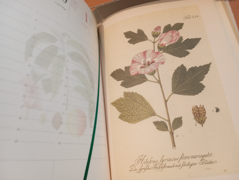 Agenda Aboca 2013, bellissime riproduizioni, per collezionisiti | Immagine Gallery 5