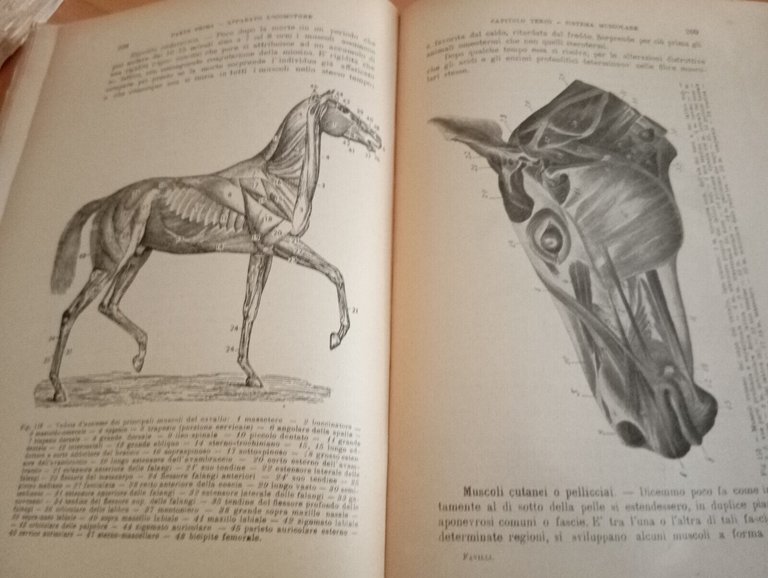 Anatomia e fisiologia degli animali agricoli, Vallardi, 1943, per collezionisti