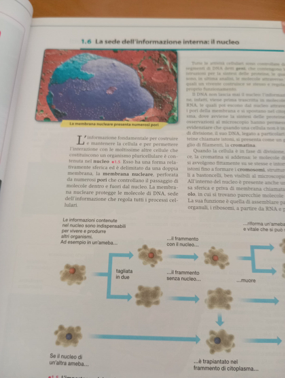 Bio sfera plus. Biologia per il secondo biennio, Vezzoli Vicali, …