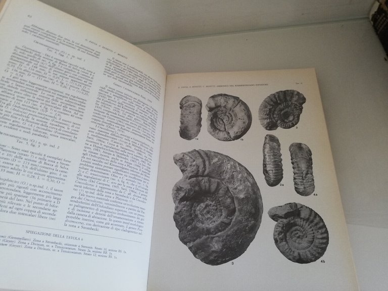 Bollettino della Società Paleontologica Italiana, vol. 26, 1987, Mucchi