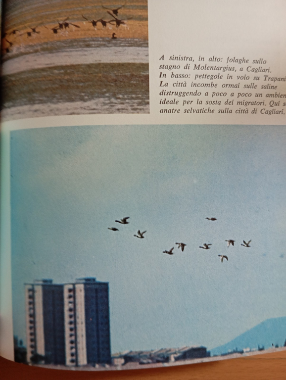 Clandestini in città, Fulco Pratesi, Mondadori, 1975, con sovracoperta | Immagine Gallery 11