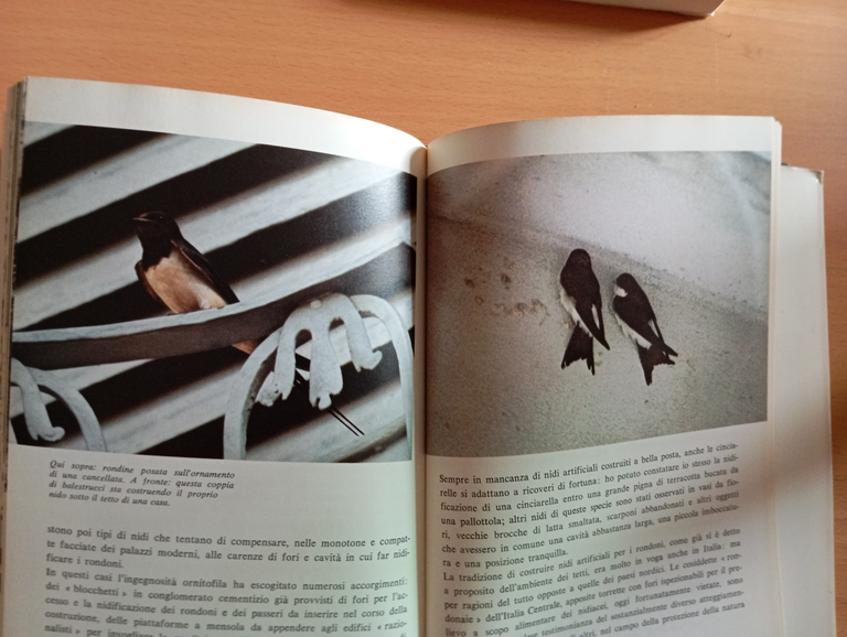 Clandestini in città, Fulco Pratesi, Mondadori, 1975, con sovracoperta | Immagine Gallery 9