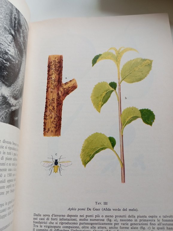 Entomologia agraria, Filippo Venturi, Edagricole, 1982