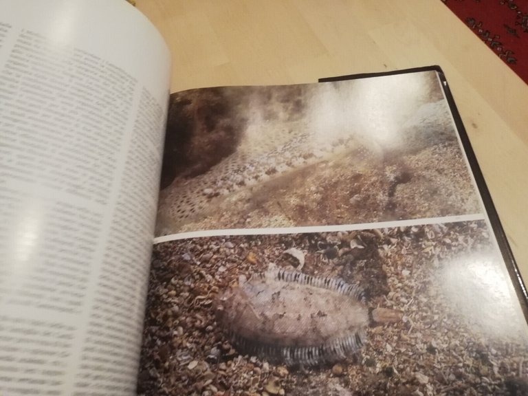 Falesie, grotte e praterie sommerse. Sassari, 1991, Amilcare Pizzi editore