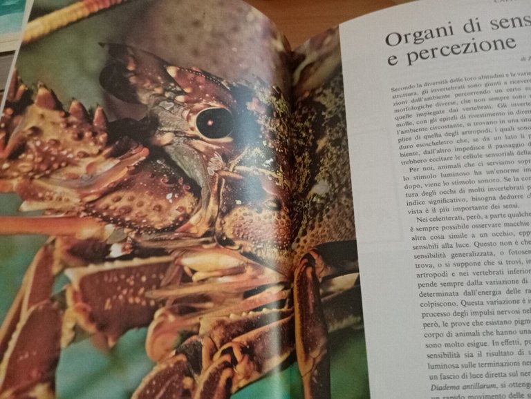 Gli invertebrati, Garzanti, I libri della natura, 1982