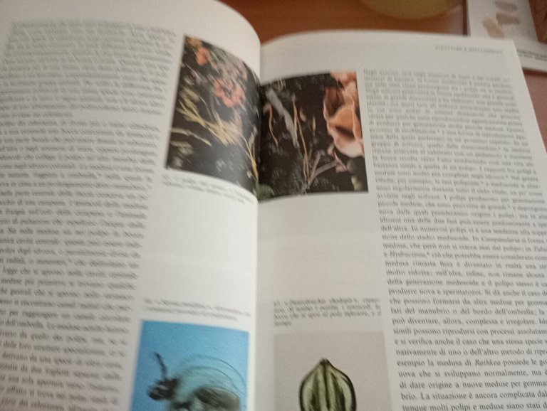 Gli invertebrati, Garzanti, I libri della natura, 1982