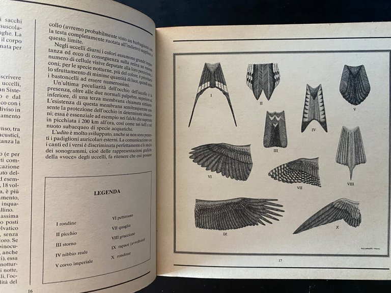 Guida al birdwatching. Come dove quando in Italia e in … | Immagine Gallery 25