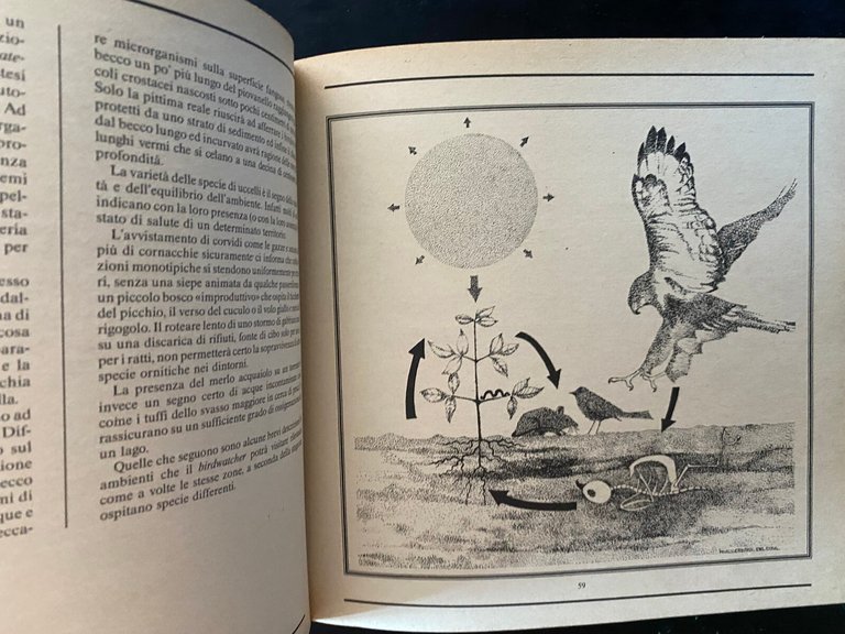 Guida al birdwatching. Come dove quando in Italia e in … | Immagine Gallery 20