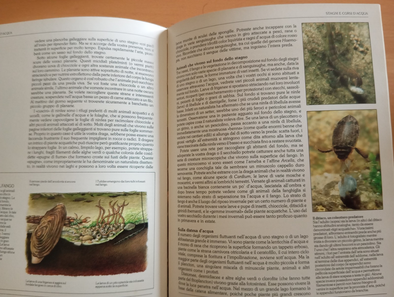 Guida del naturalista, Gerald Durrell, Prefazione Konrad Lorenz, Mondadori 1983 | Immagine Gallery 11