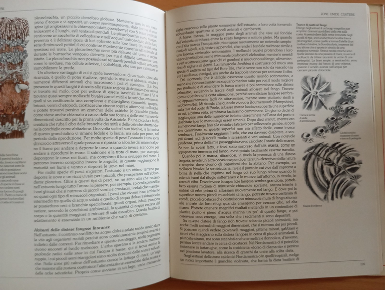 Guida del naturalista, Gerald Durrell, Prefazione Konrad Lorenz, Mondadori 1983 | Immagine Gallery 12