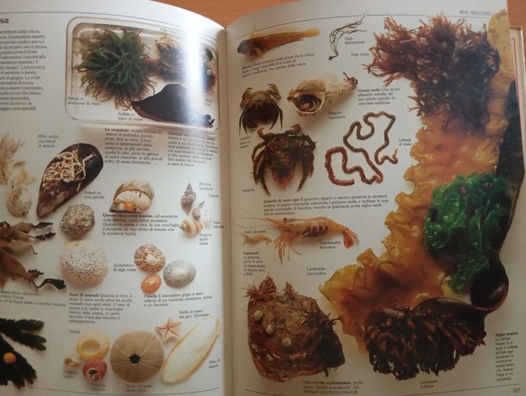 Guida del naturalista, Gerald Durrell, Prefazione Konrad Lorenz, Mondadori 1983 | Immagine Gallery 15