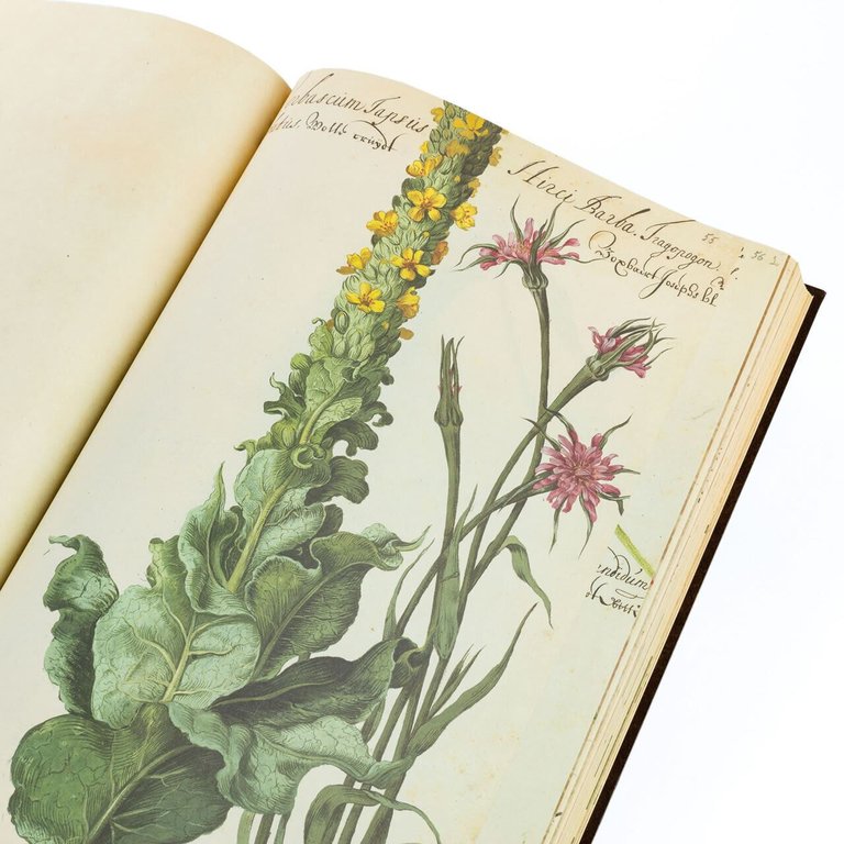 hortus amoenissimus, Franciscus de Geest , Aboca, BELLISSIMO