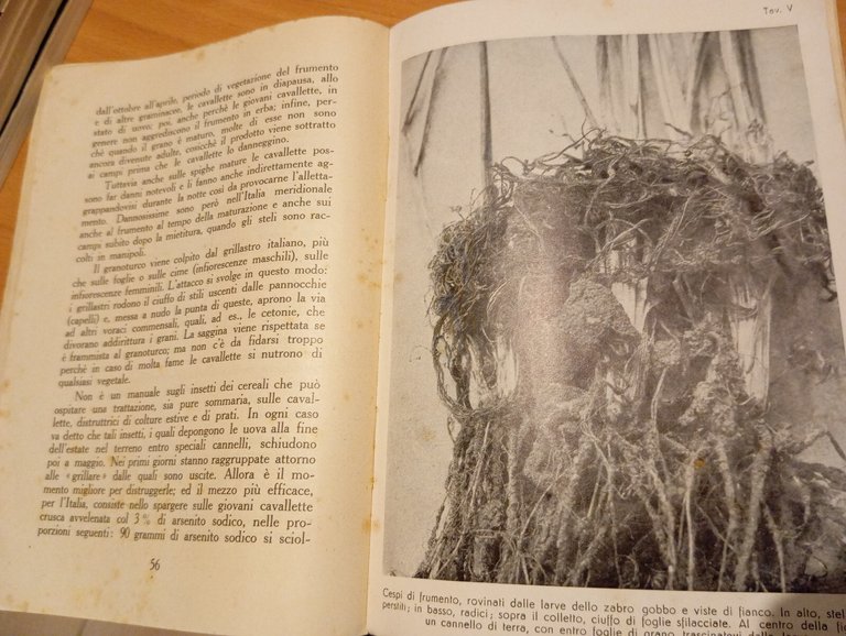 I parassiti dei cereali, E. Malenotti, Ramo editoriale degli agricoltori, … | Immagine Gallery 23