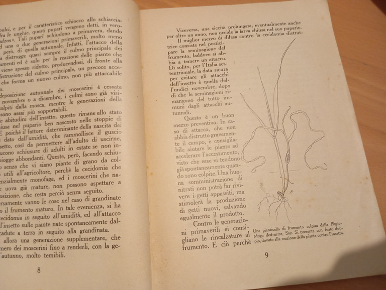 I parassiti dei cereali, E. Malenotti, Ramo editoriale degli agricoltori, … | Immagine Gallery 14