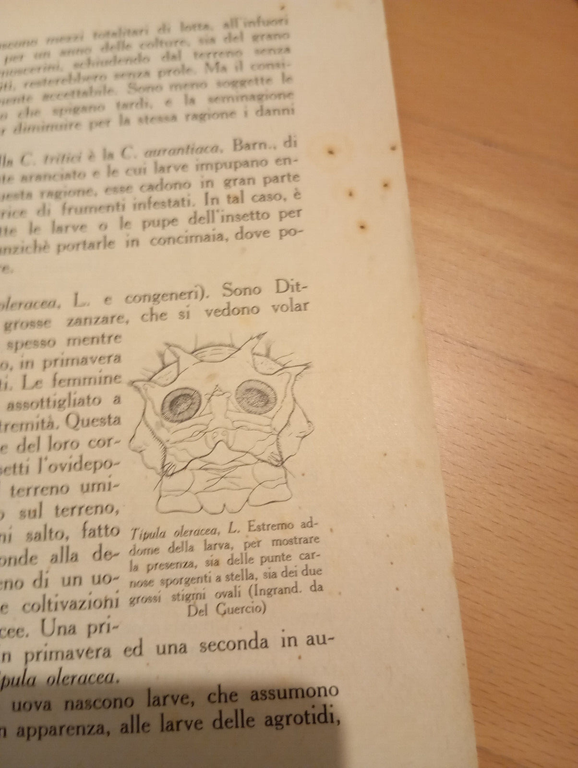 I parassiti dei cereali, E. Malenotti, Ramo editoriale degli agricoltori, … | Immagine Gallery 19