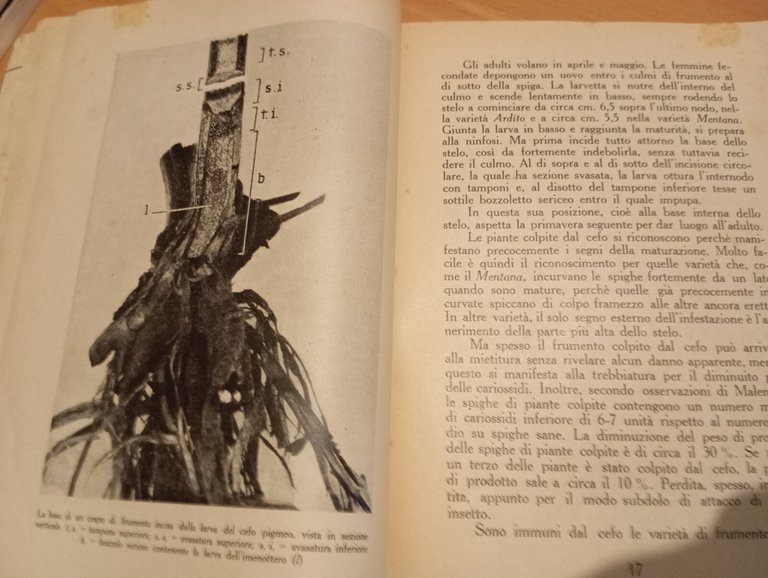 I parassiti dei cereali, E. Malenotti, Ramo editoriale degli agricoltori, … | Immagine Gallery 20