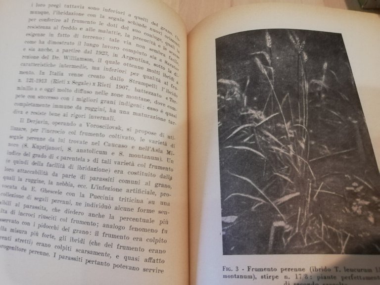 Il grano perenne, Giovani Haussmann, Edizioni Agricole