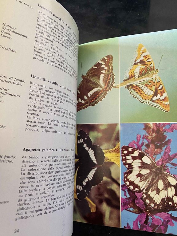 Il libro delle farfalle, Muzzio, 1975