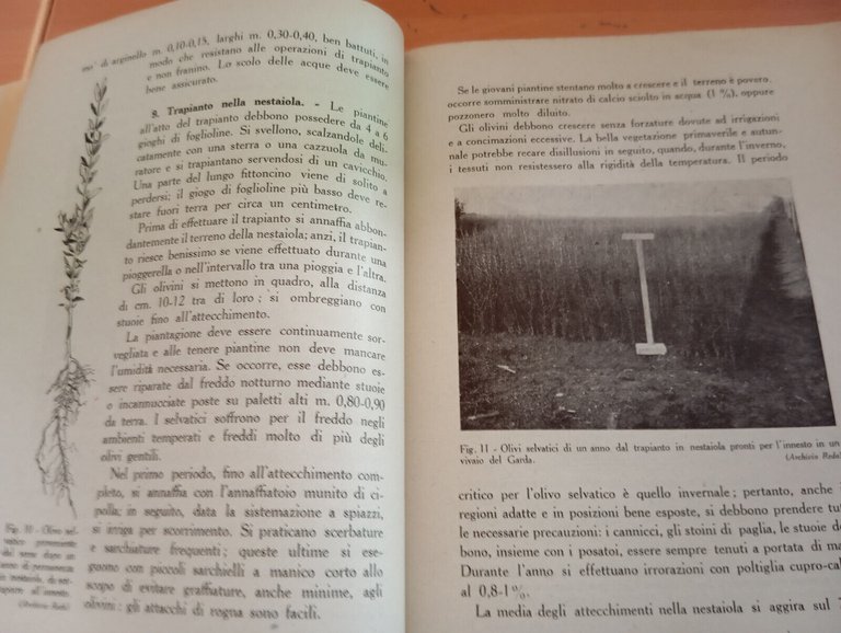 L'impianto dell'uliveto, M. Marinucci, Ramo editoriale degli agricoltori, 1946