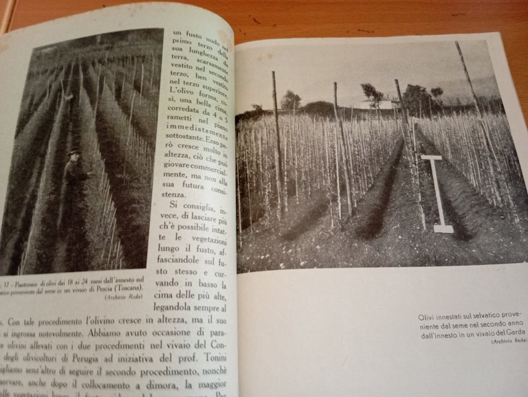 L'impianto dell'uliveto, M. Marinucci, Ramo editoriale degli agricoltori, 1946 | Immagine Gallery 20