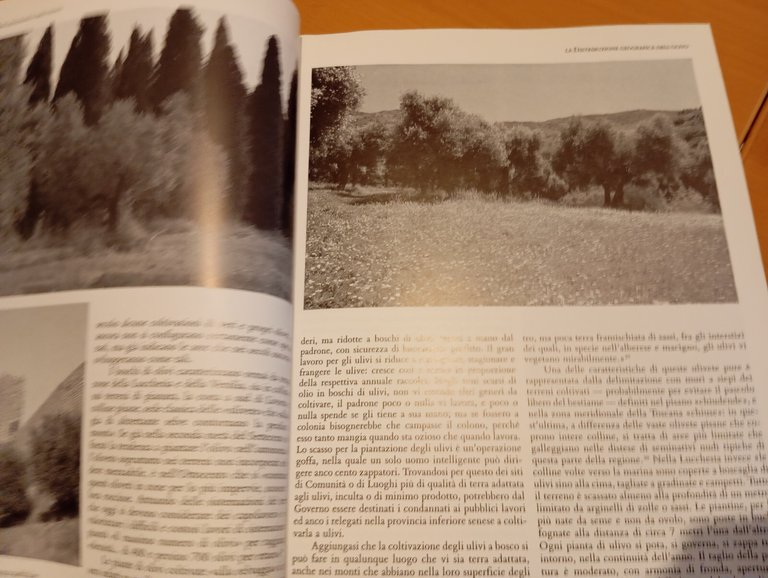 L'olivo nel paesaggio agrario toscano, Lorenzo Vallerini, Ponte alle grazie …