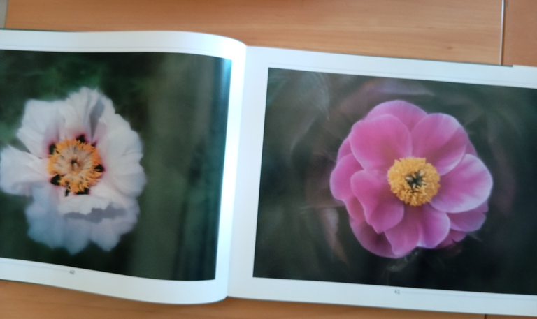 Libro fotografico raro "Luoyang Peonies" Cina 2001 | Immagine Gallery 10