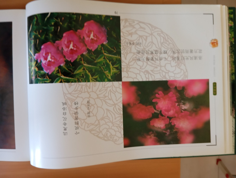 Libro fotografico raro "Luoyang Peonies" Cina 2001 | Immagine Gallery 11