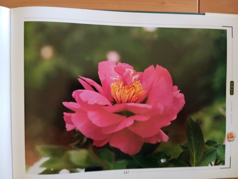 Libro fotografico raro "Luoyang Peonies" Cina 2001 | Immagine Gallery 12