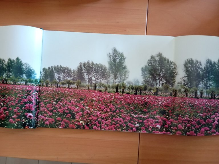 Libro fotografico raro "Luoyang Peonies" Cina 2001 | Immagine Gallery 8