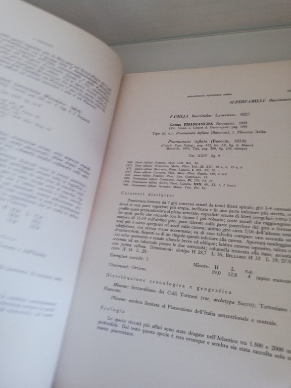 Malacofauna pliocenica umbra, A. Malatesta, 1974, Ugo Pinto | Immagine Gallery 10