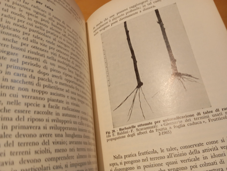 Manuale di frutticoltura, Branzanti - Ricci, Edagricole, 1981