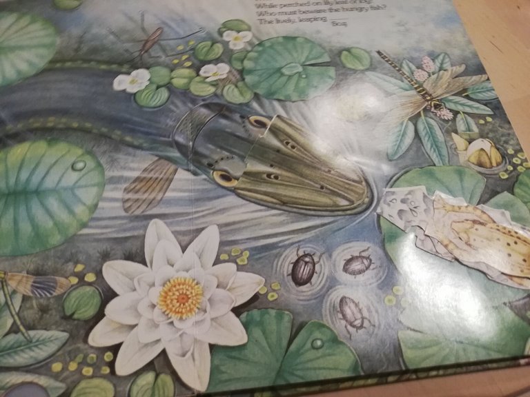 Nature's hidden world, a pop up book, Ingid Selberg, 1983 | Immagine Gallery 9