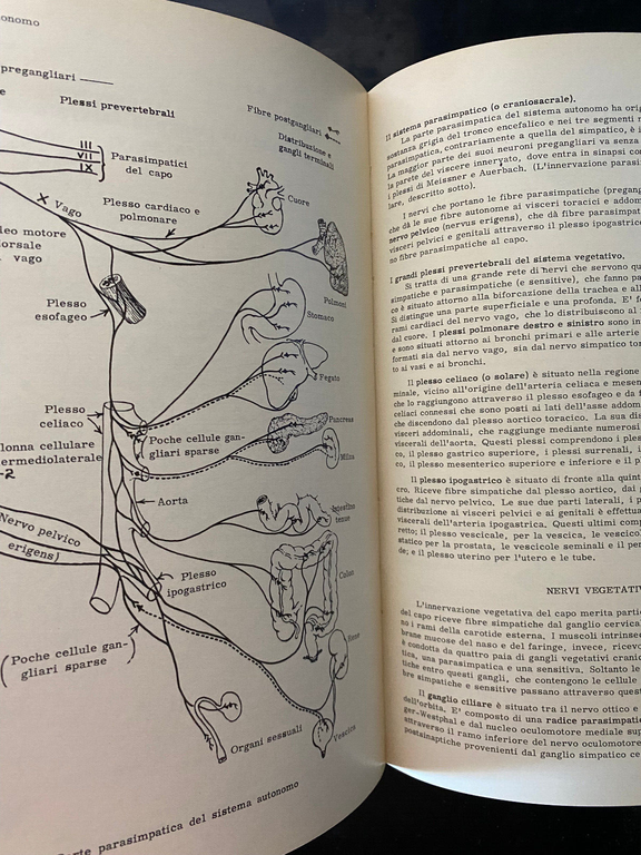 Neuroanatomia correlazionistica e neurologia funzionale, Chusid McDonald, 1968