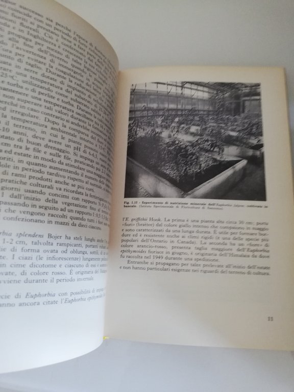 Poinsettia. La stella di Natale, Elena Accati Garibaldi, 1977, Edagricole | Immagine Gallery 9