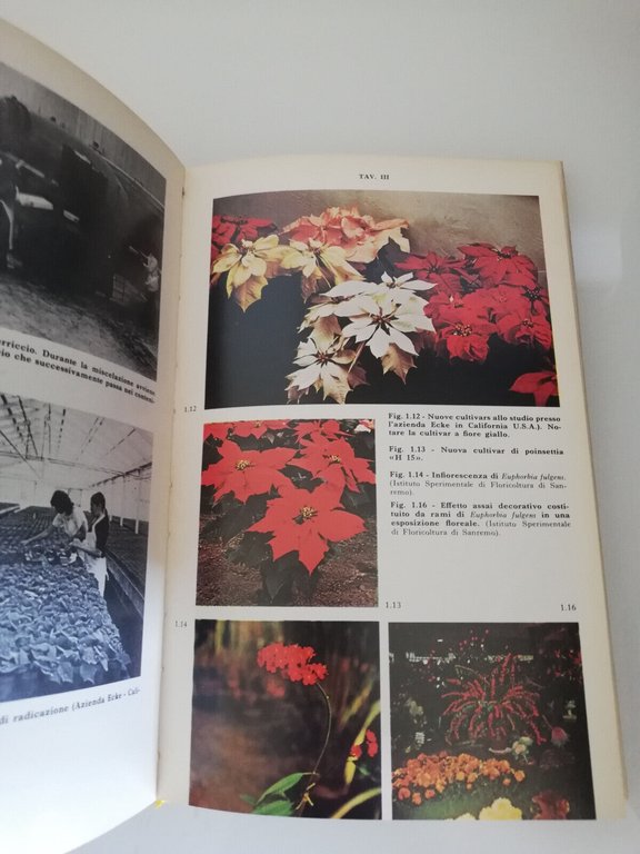 Poinsettia. La stella di Natale, Elena Accati Garibaldi, 1977, Edagricole