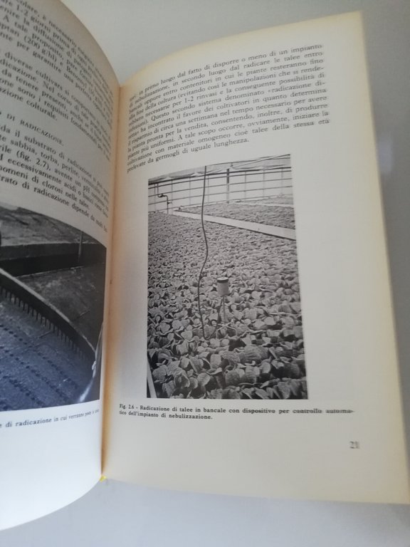 Poinsettia. La stella di Natale, Elena Accati Garibaldi, 1977, Edagricole | Immagine Gallery 15