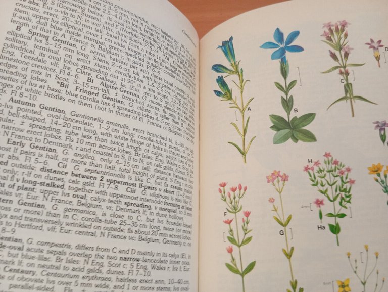 The Wild Flower Key: A Guide to Identification in the …