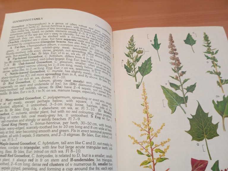 The Wild Flower Key: A Guide to Identification in the …