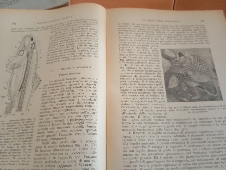 Trattato di zoologia, Augusto Stefanelli, Macrì Editore, 1948, per collezionisti