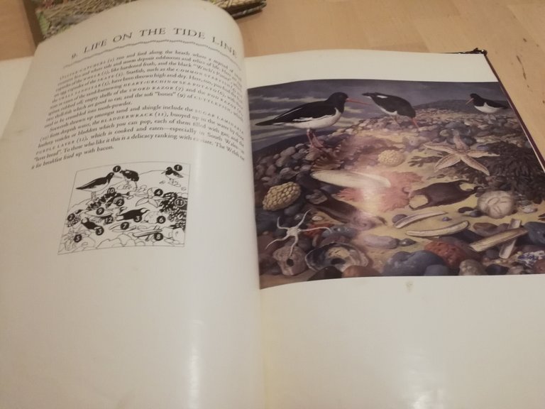 Wild Life, J. Leigh-Pemberton, Geoffrey Grigson, 1959, Phoenix House | Immagine Gallery 10