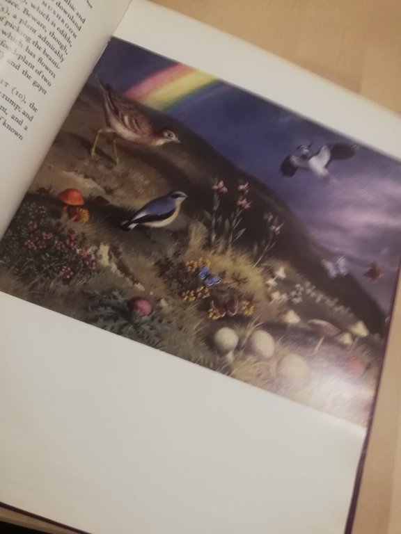 Wild Life, J. Leigh-Pemberton, Geoffrey Grigson, 1959, Phoenix House | Immagine Gallery 15