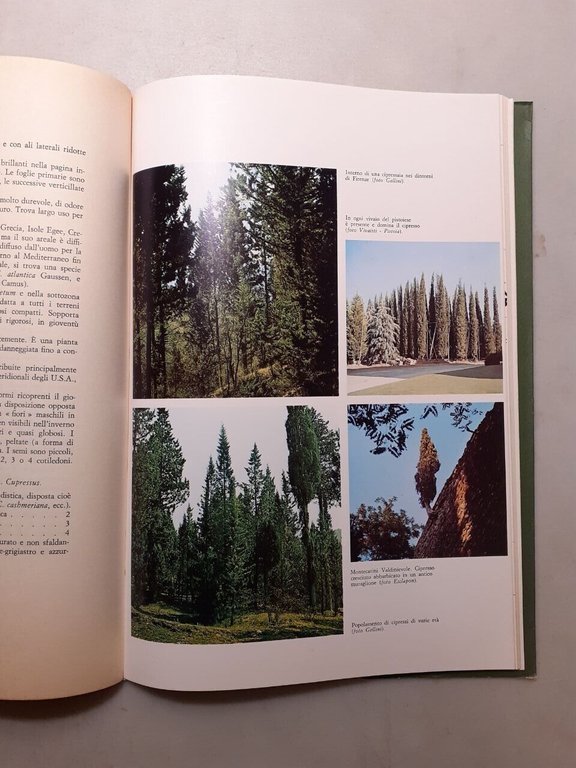 aavv,DEL CIPRESSO,Cassa di Risparmio di Firenze 1976[Lorenzo Cavini