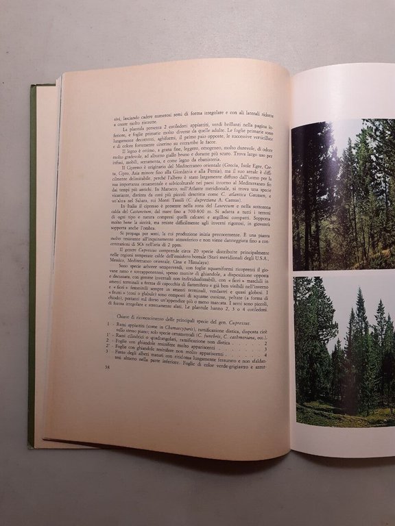 aavv,DEL CIPRESSO,Cassa di Risparmio di Firenze 1976[Lorenzo Cavini