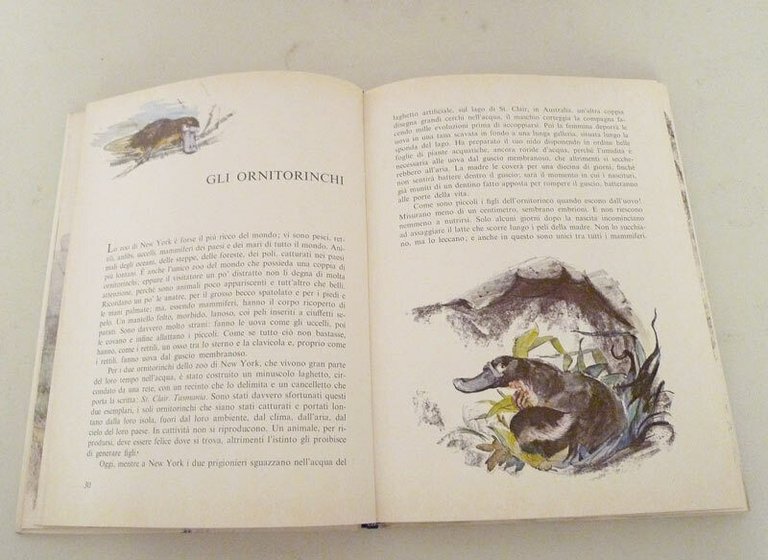 Aliverti,L'AMORE NEGLI ANIMALI,1976 Giunti[per ragazzi,illustrazioni Saviozzi