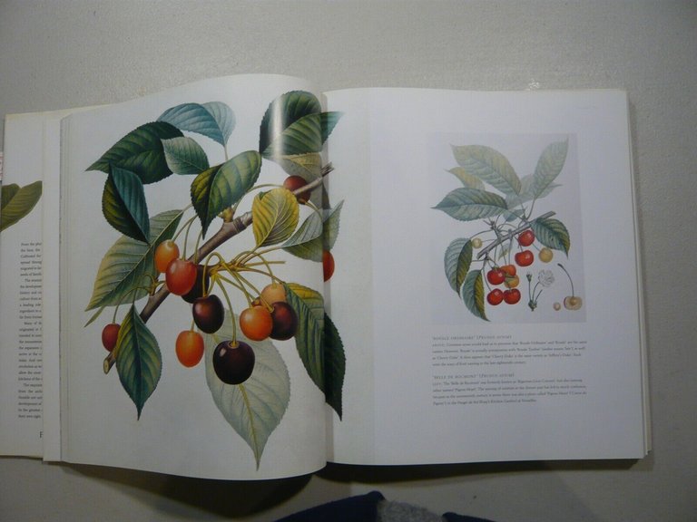 Blackburne-Maze,FRUIT.an illustrated history, 2002 Londra